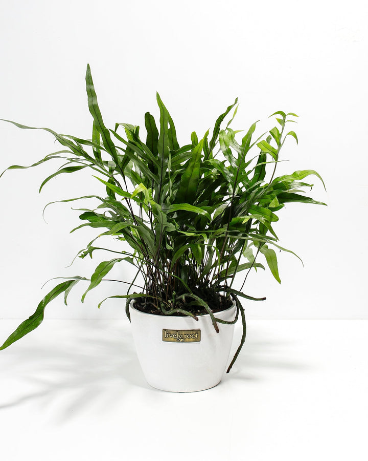 Kangaroo Fern