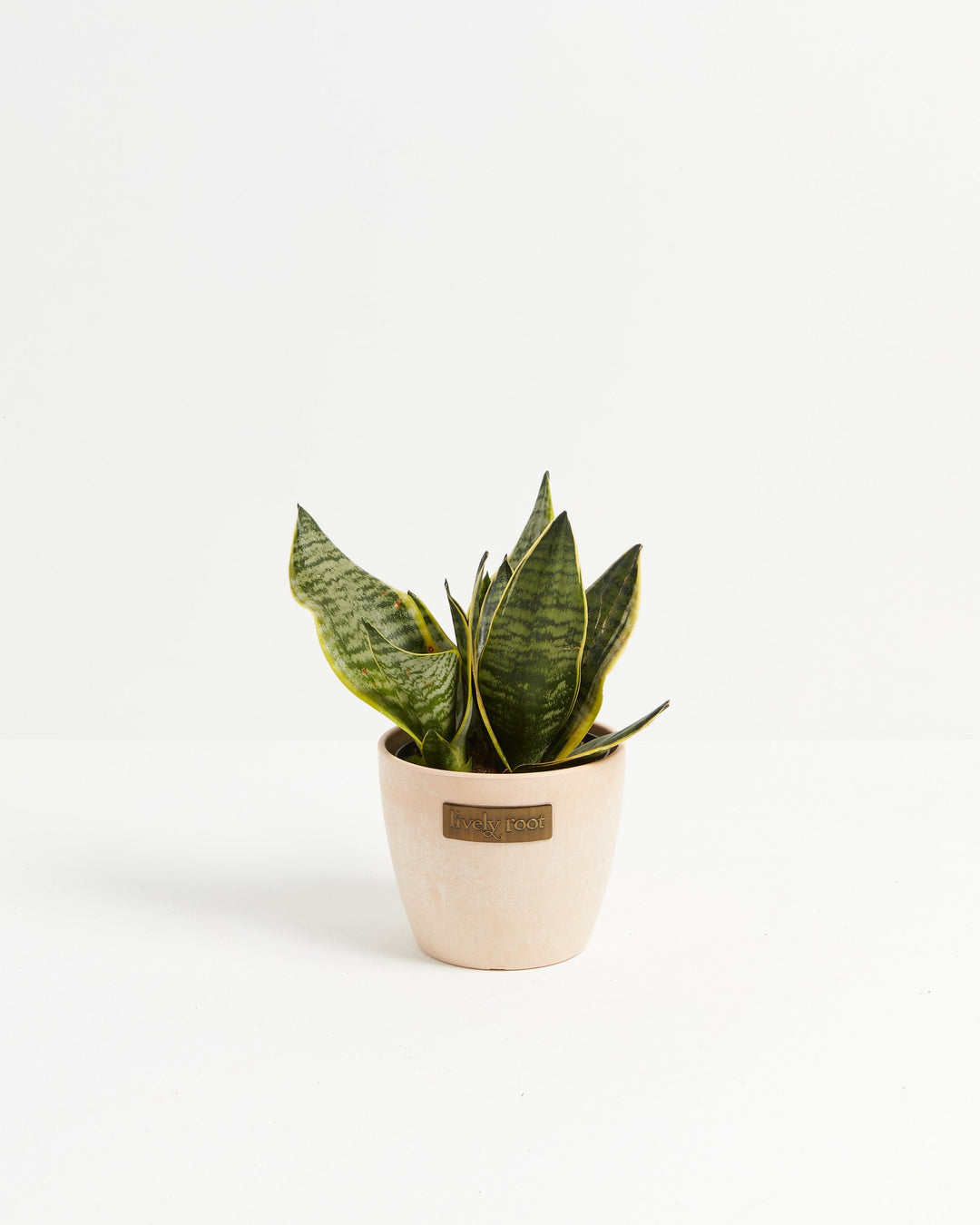 Sansevieria Futura Superba (Snake Plant) in a blush macadamia-finish Lively Root ceramic pot