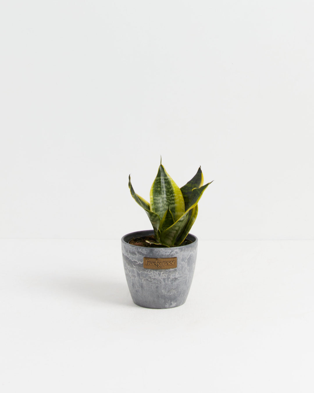 Sansevieria Futura Superba in a gray stone-textured ceramic pot, a low-maintenance air-purifying houseplant