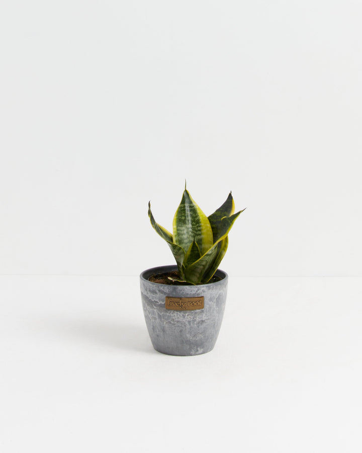 Sansevieria Futura Superba in a gray stone-textured ceramic pot, a low-maintenance air-purifying houseplant