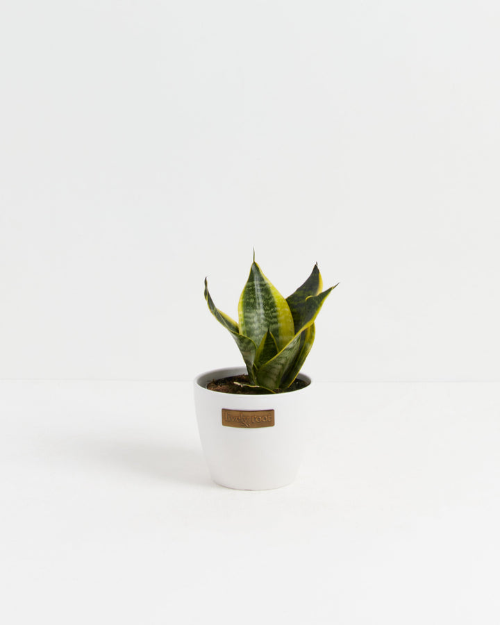 Compact Snake Plant in a crisp white ceramic Lively Root pot, perfect for desks and shelves