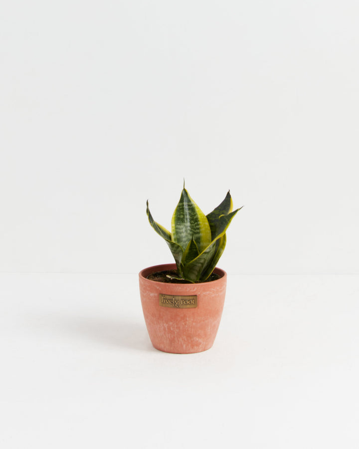 Snake Plant in a terracotta-finish Lively Root pot, showcasing thick yellow-edged sword-shaped leaves