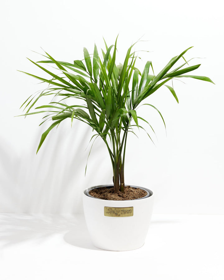 Majesty Palm