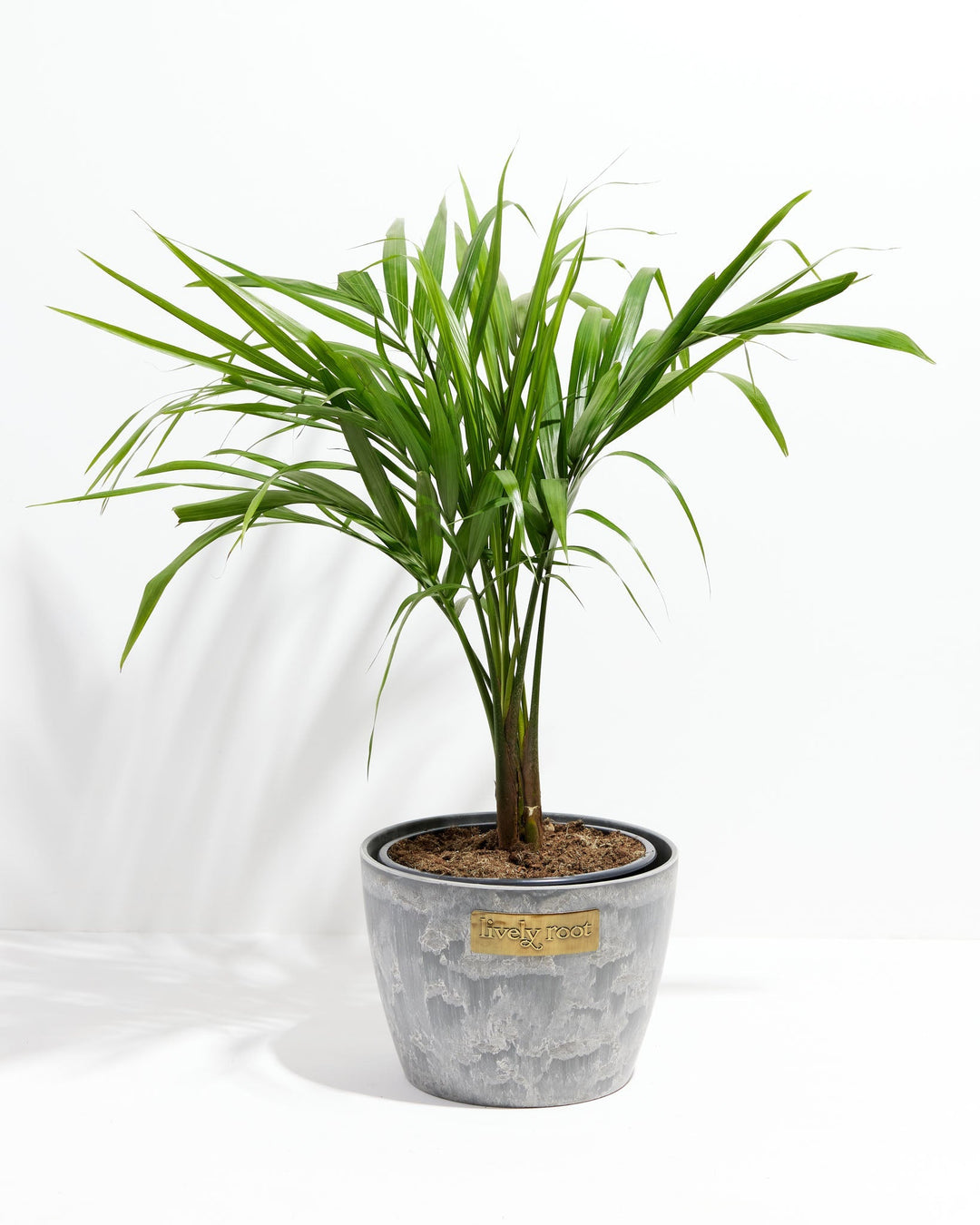 Majesty Palm