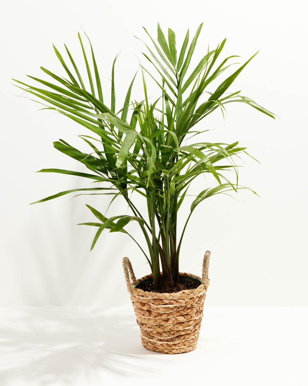 Majesty Palm