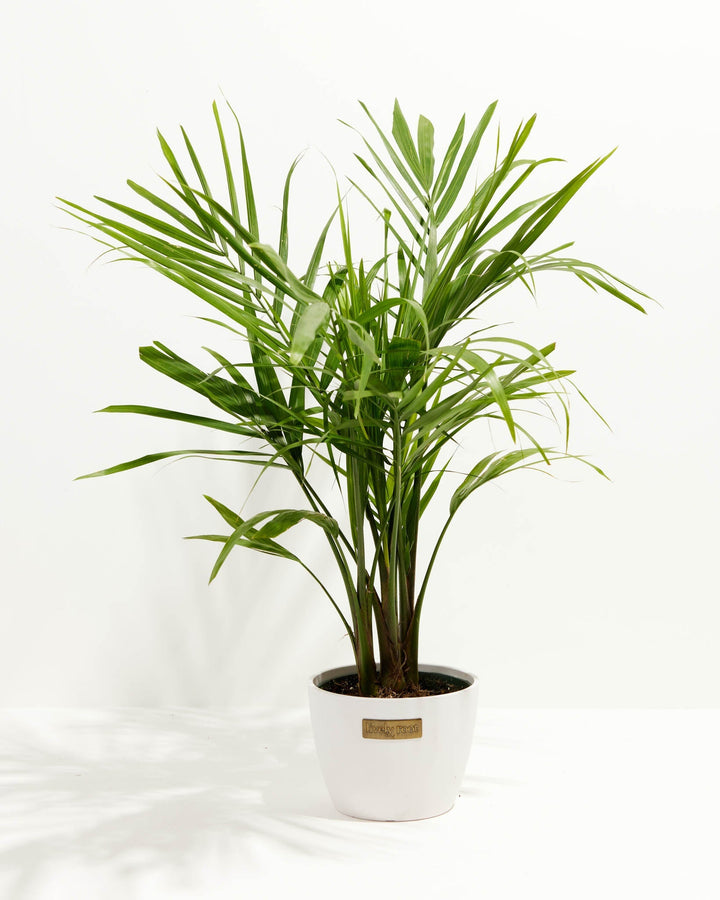 Majesty Palm