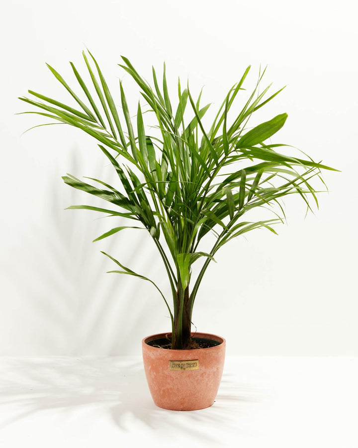 Majesty Palm
