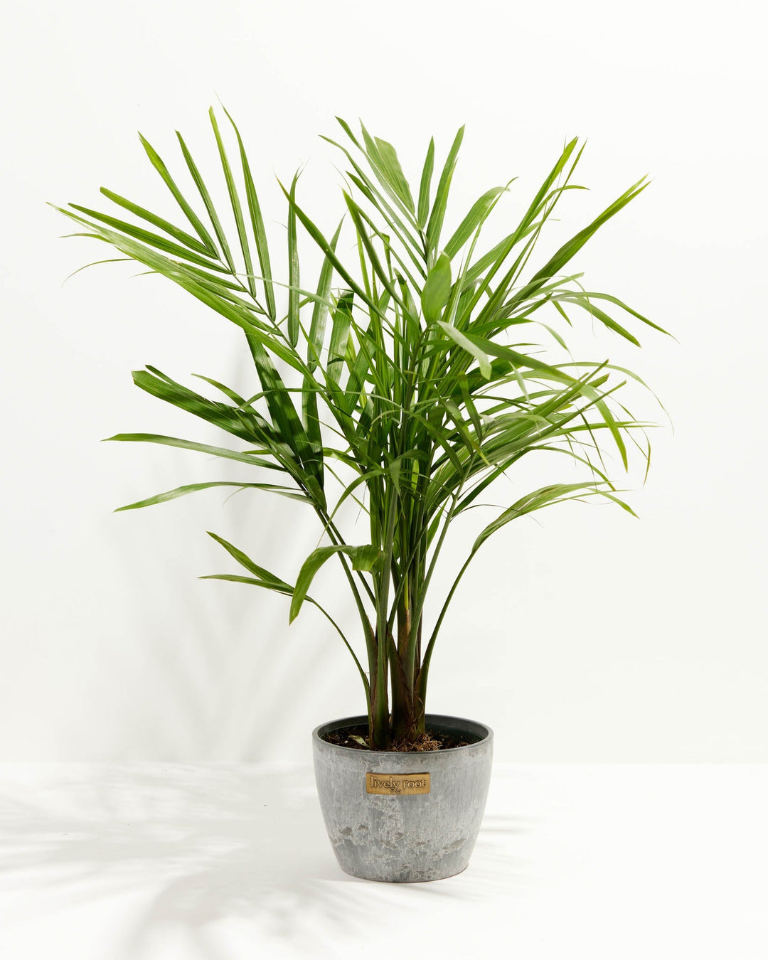 Majesty Palm