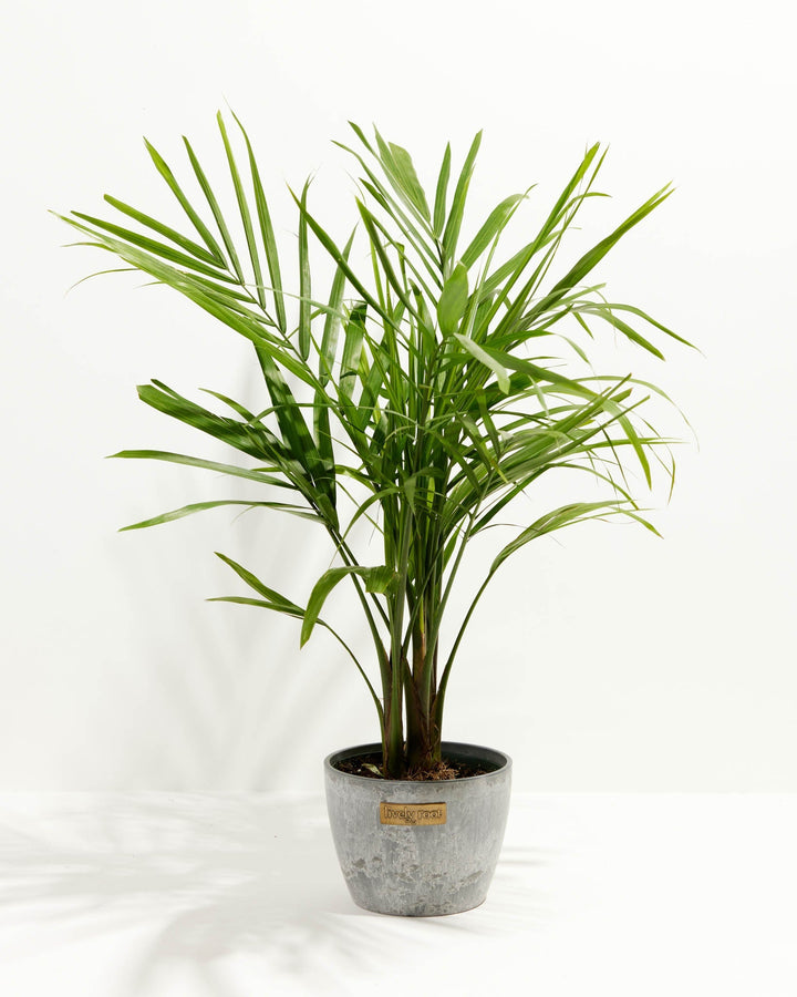Majesty Palm