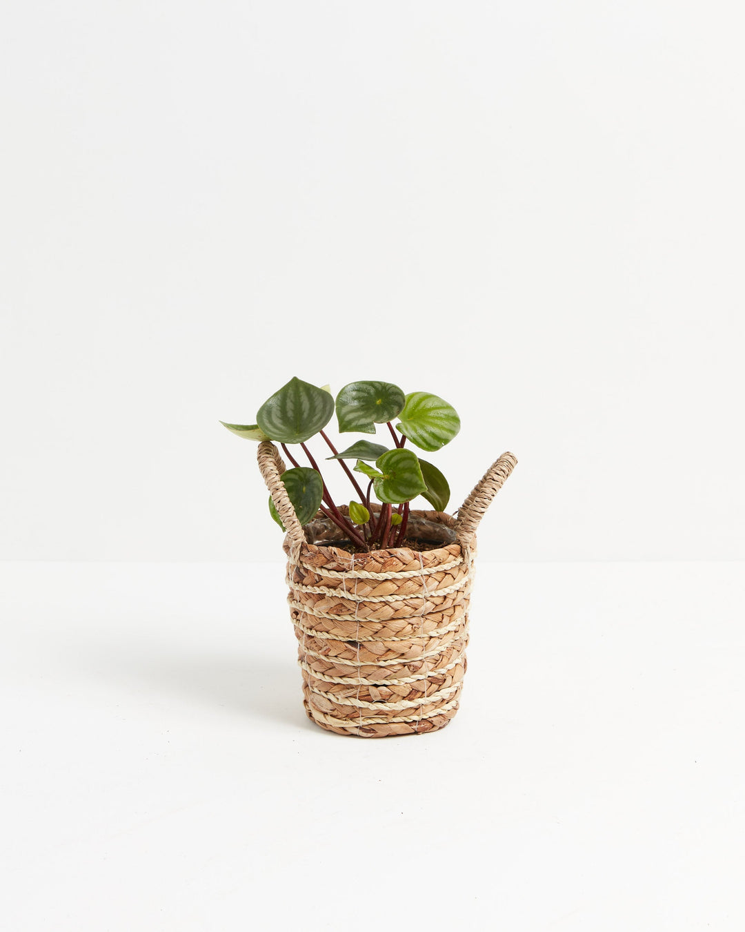 Small Watermelon Peperomia (Peperomia argyreia) in a woven seagrass basket with handle detail showing silver-striped green leaves on red stems
