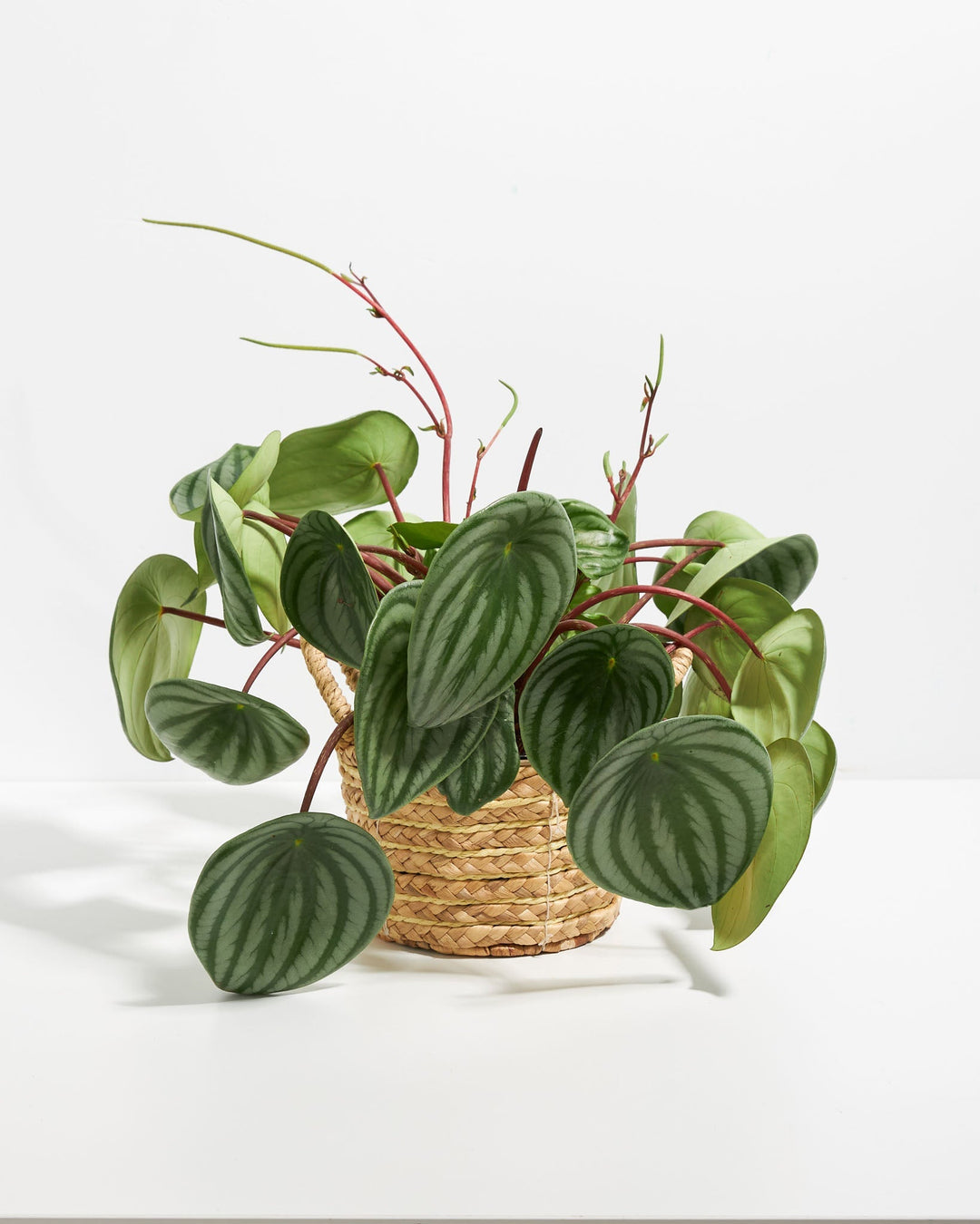 Large Watermelon Peperomia (Peperomia argyreia) in a 6-inch woven seagrass basket with full spreading silver-striped green leaves on red stems