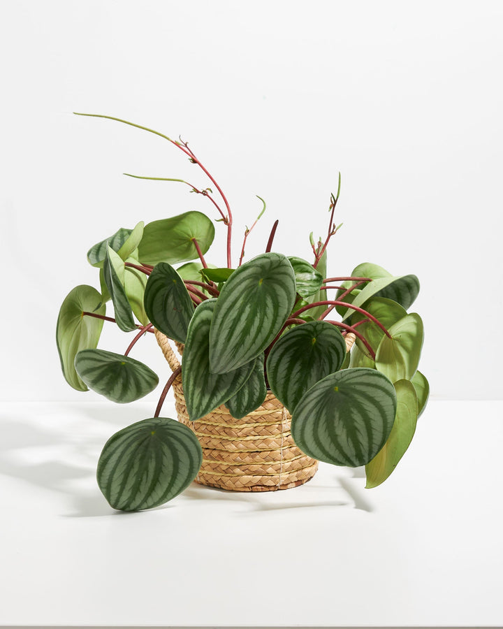 Large Watermelon Peperomia (Peperomia argyreia) in a 6-inch woven seagrass basket with full spreading silver-striped green leaves on red stems