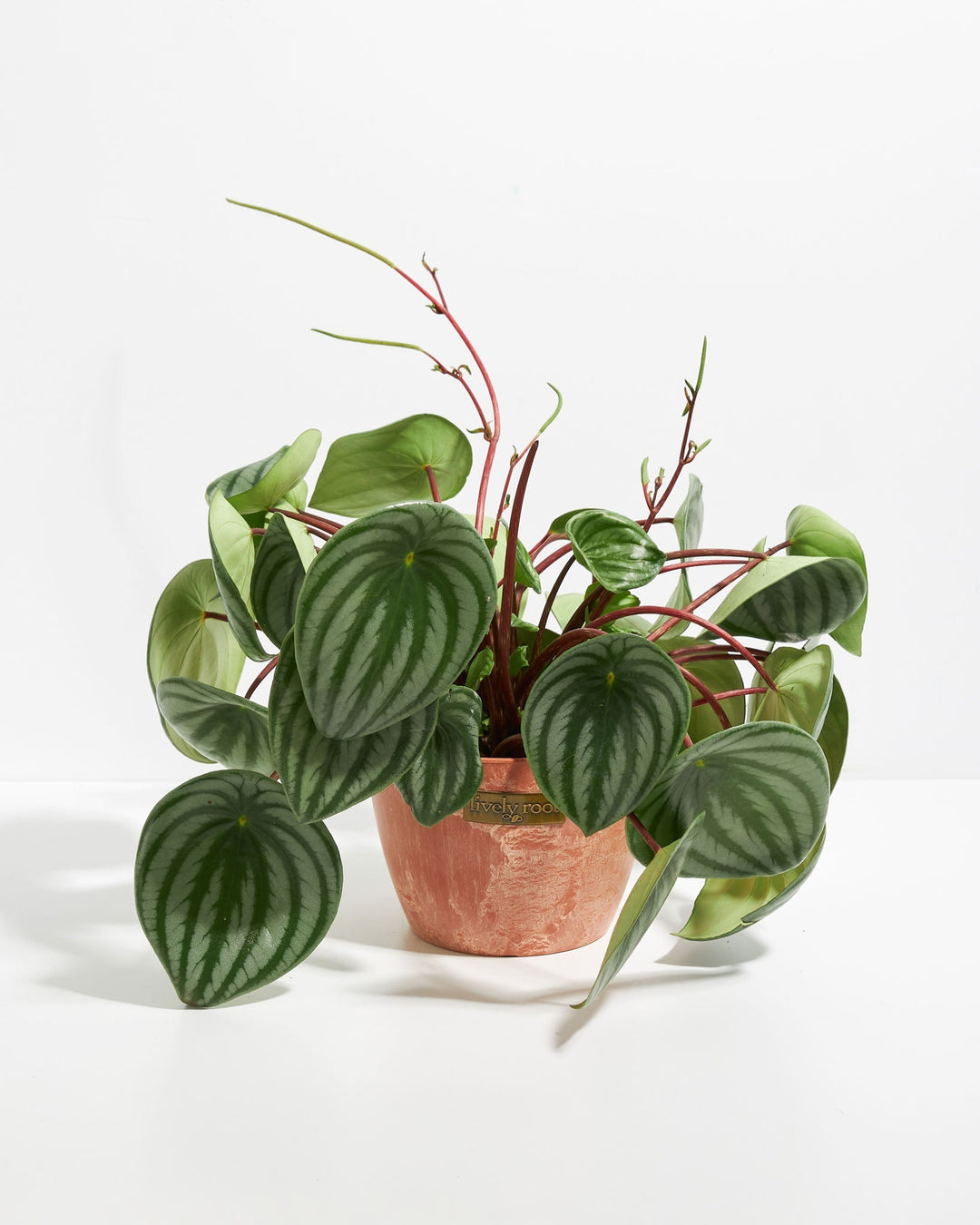 Watermelon Peperomia (Peperomia argyreia) in a terracotta pink Lively Root pot with full spreading striped green leaves on red stems