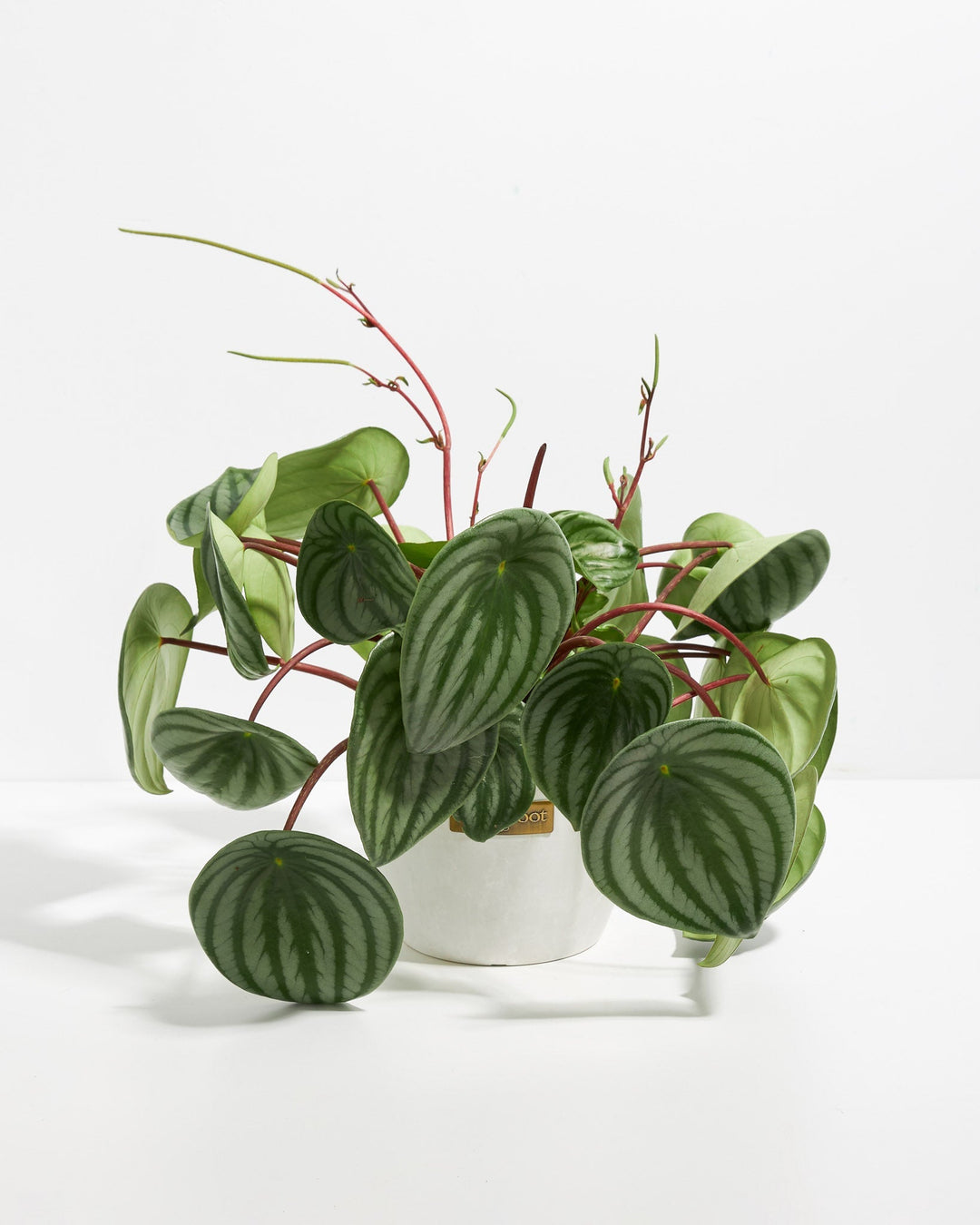 Watermelon Peperomia plant in a white pot with round striped green leaves and red stems