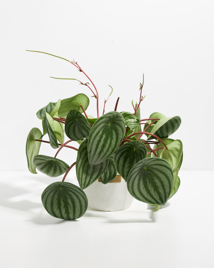Watermelon Peperomia plant in a white pot with round striped green leaves and red stems