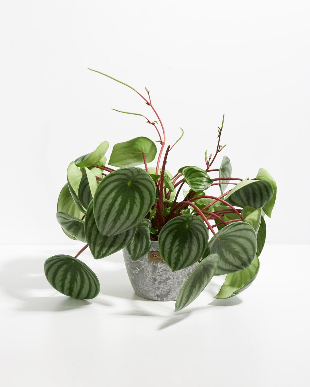 Watermelon Peperomia (Peperomia argyreia) in a gray marbled Lively Root pot with full spreading striped green leaves on red stems