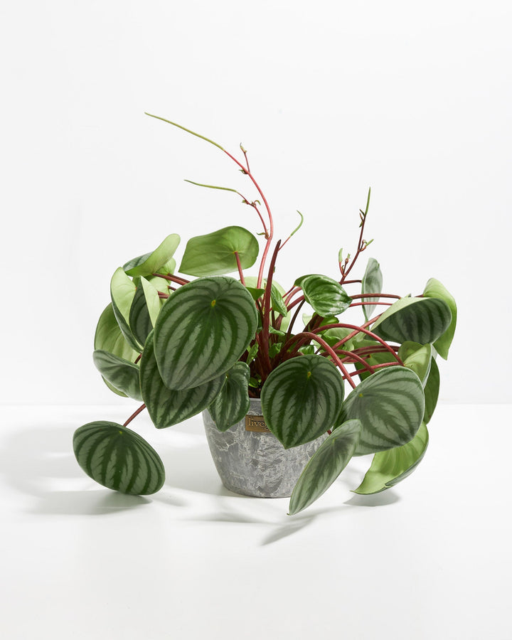 Watermelon Peperomia (Peperomia argyreia) in a gray marbled Lively Root pot with full spreading striped green leaves on red stems
