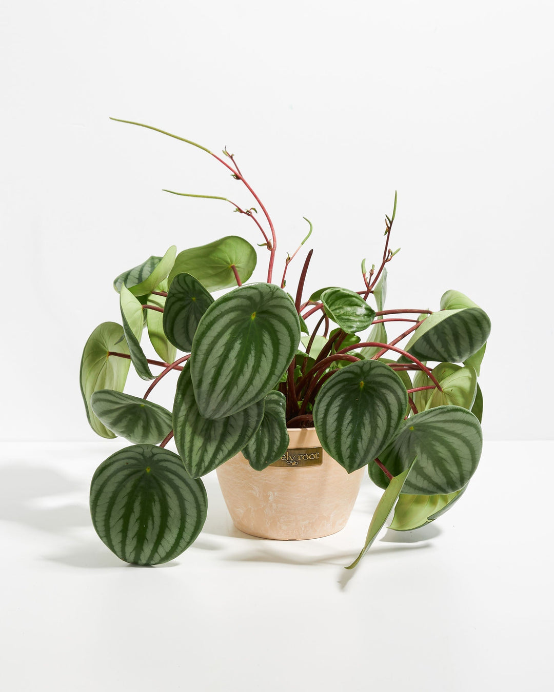 Large Watermelon Peperomia (Peperomia argyreia) in a 6-inch terracotta pink Lively Root pot with full spreading silver-striped green leaves on red stems