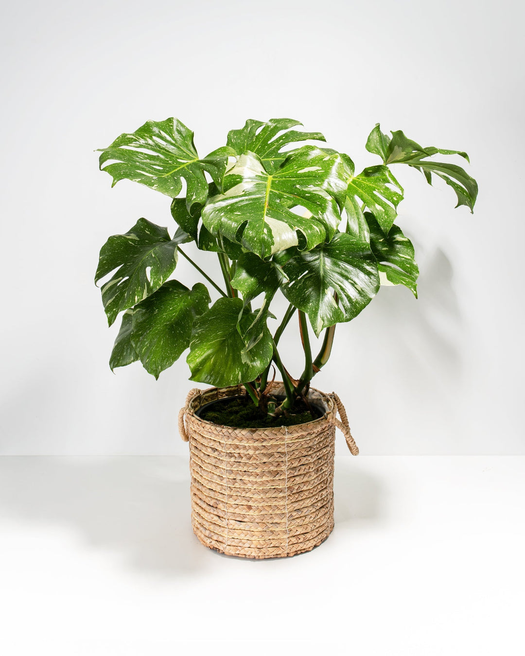 A full view of a large Monstera Thai Constellation plant featuring numerous fenestrated green leaves with creamy-white speckled variegation, presented in a cylindrical woven basket planter with small handles against a white background.