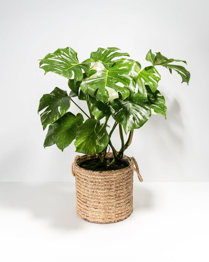 A full view of a large Monstera Thai Constellation plant featuring numerous fenestrated green leaves with creamy-white speckled variegation, presented in a cylindrical woven basket planter with small handles against a white background.