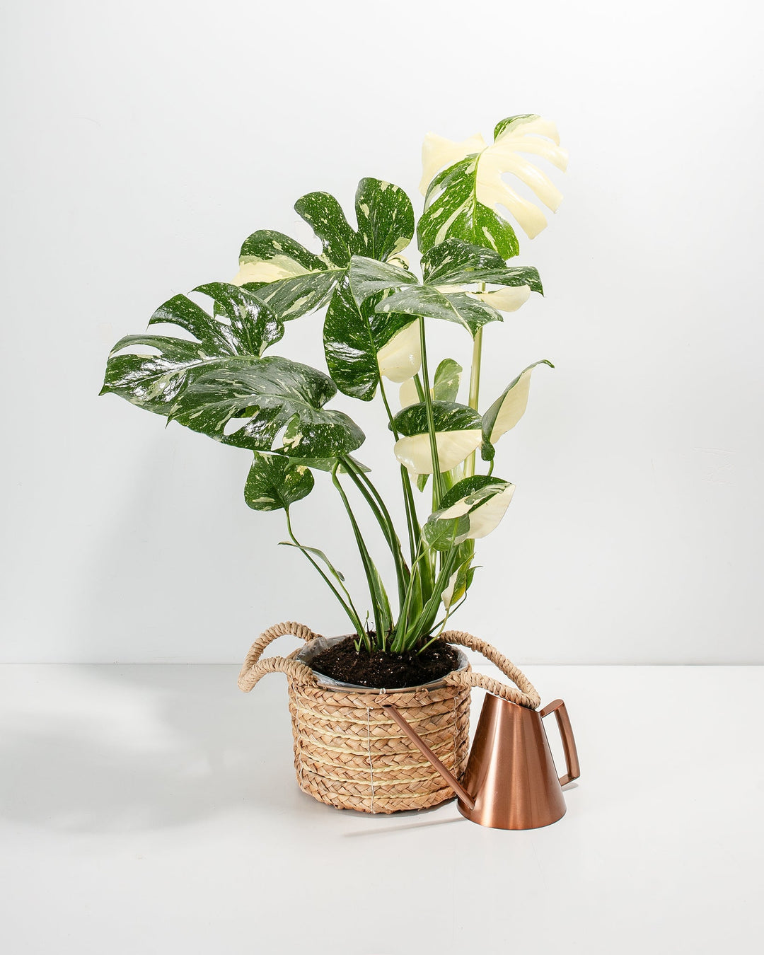 A full view of a Monstera Thai Constellation plant featuring fenestrated green leaves with creamy-white speckled variegation, presented in a woven basket planter with handles and paired with a copper watering can against a white background.