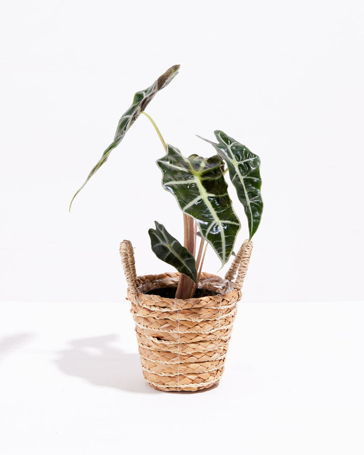 Alocasia Bambino