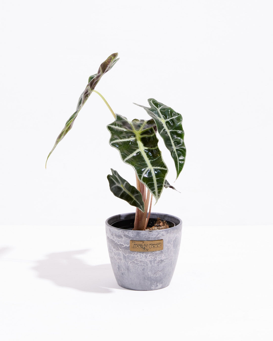 Alocasia Bambino
