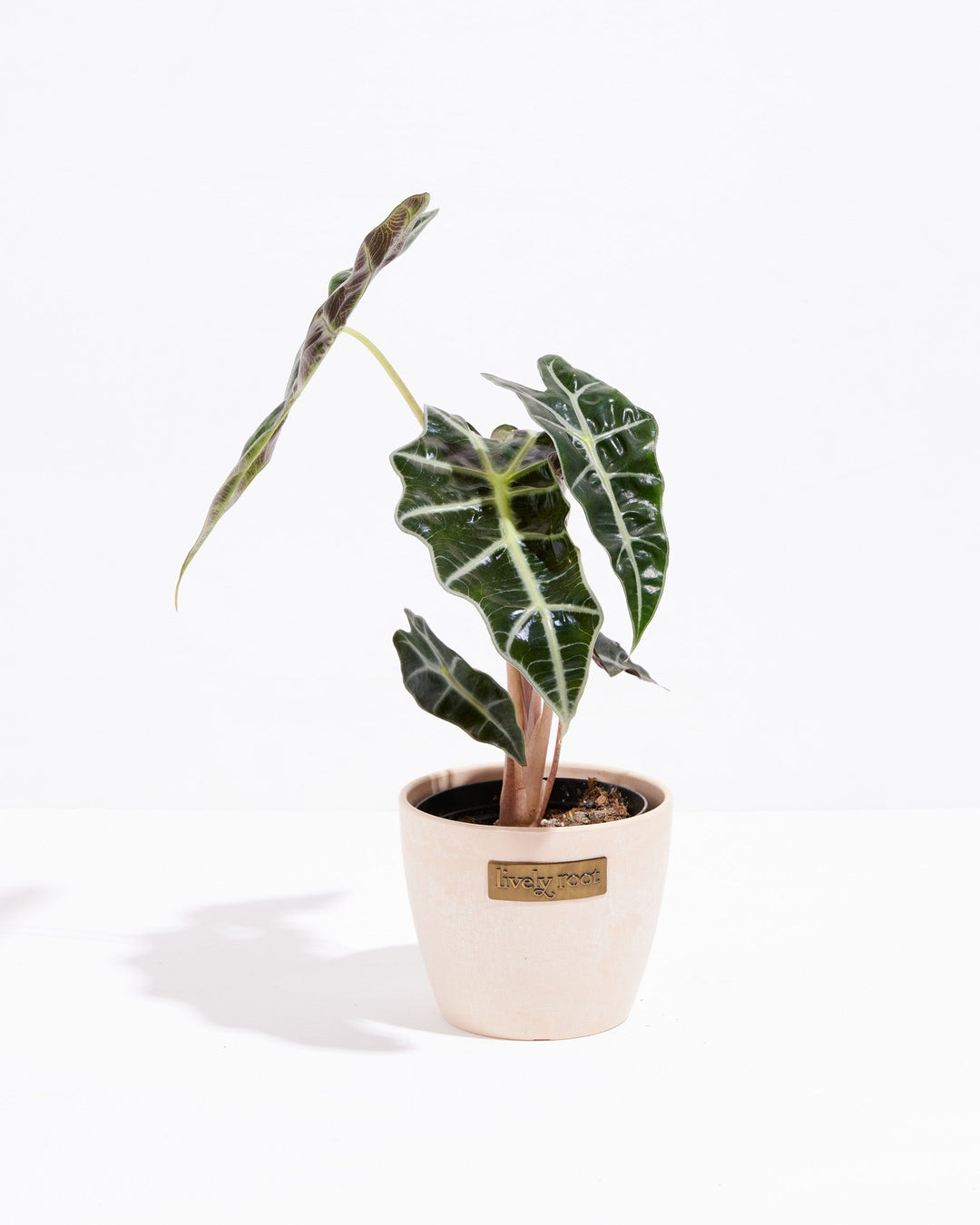 Alocasia Bambino