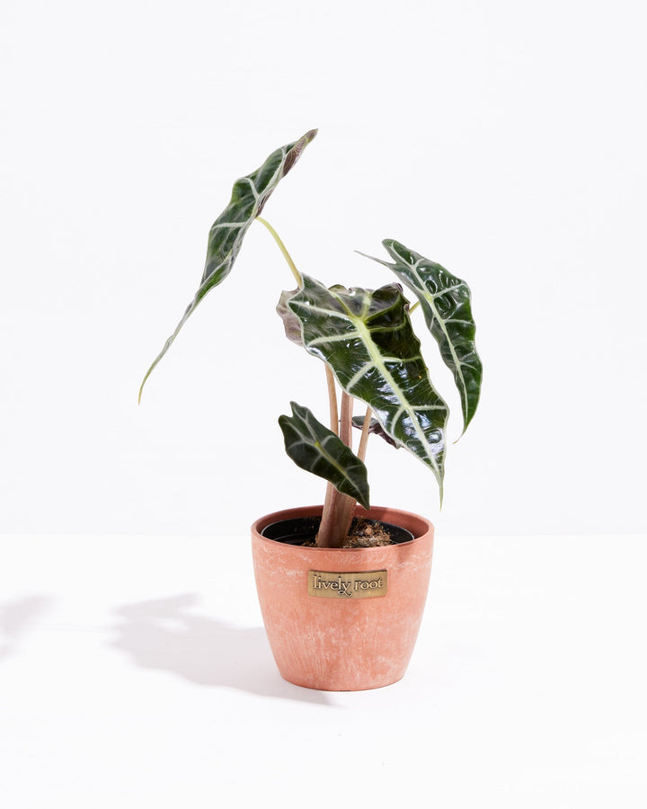 Alocasia Bambino
