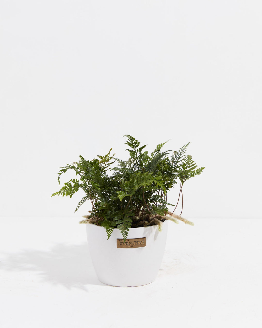 Black Rabbit Foot Fern