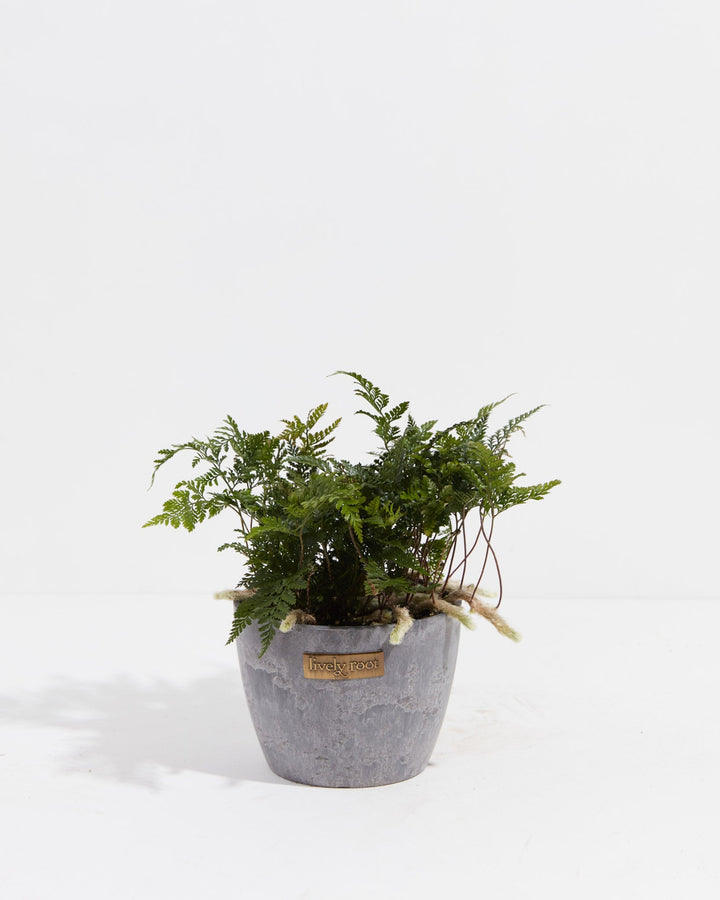 Black Rabbit Foot Fern