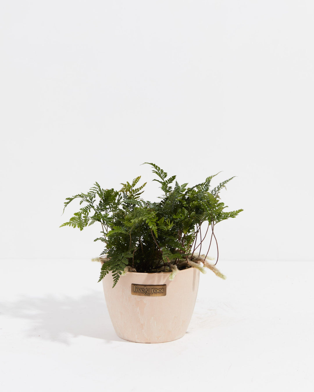 Black Rabbit Foot Fern