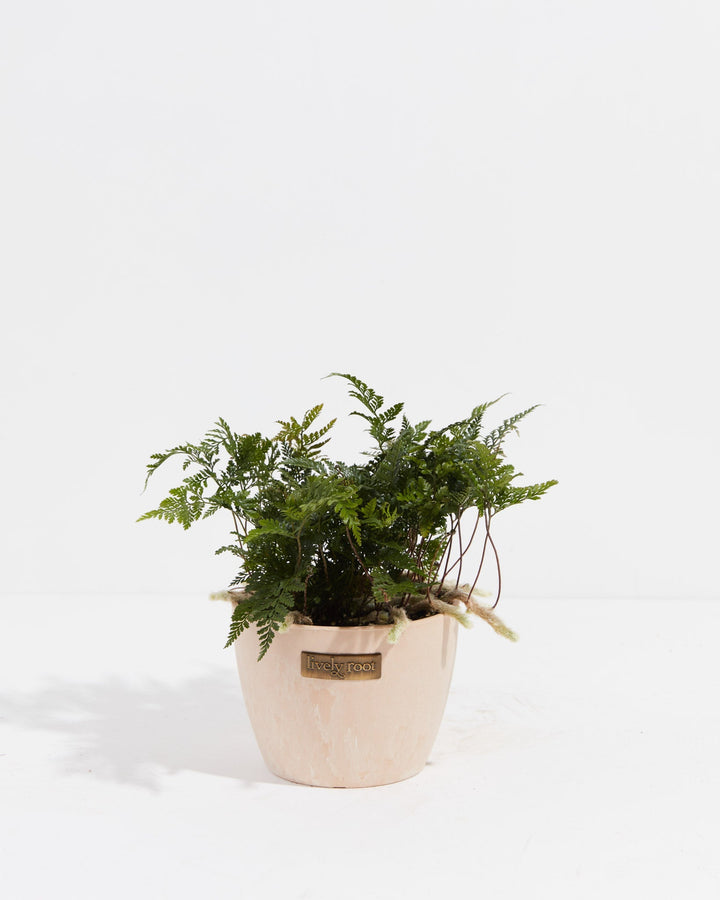 Black Rabbit Foot Fern