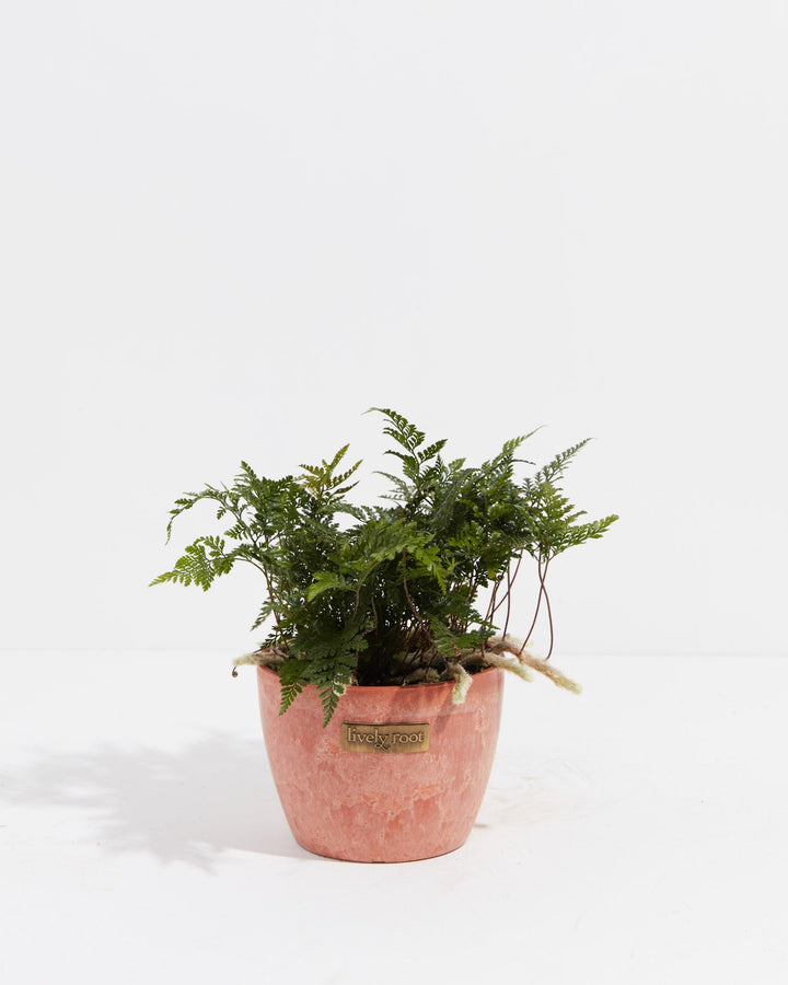 Black Rabbit Foot Fern