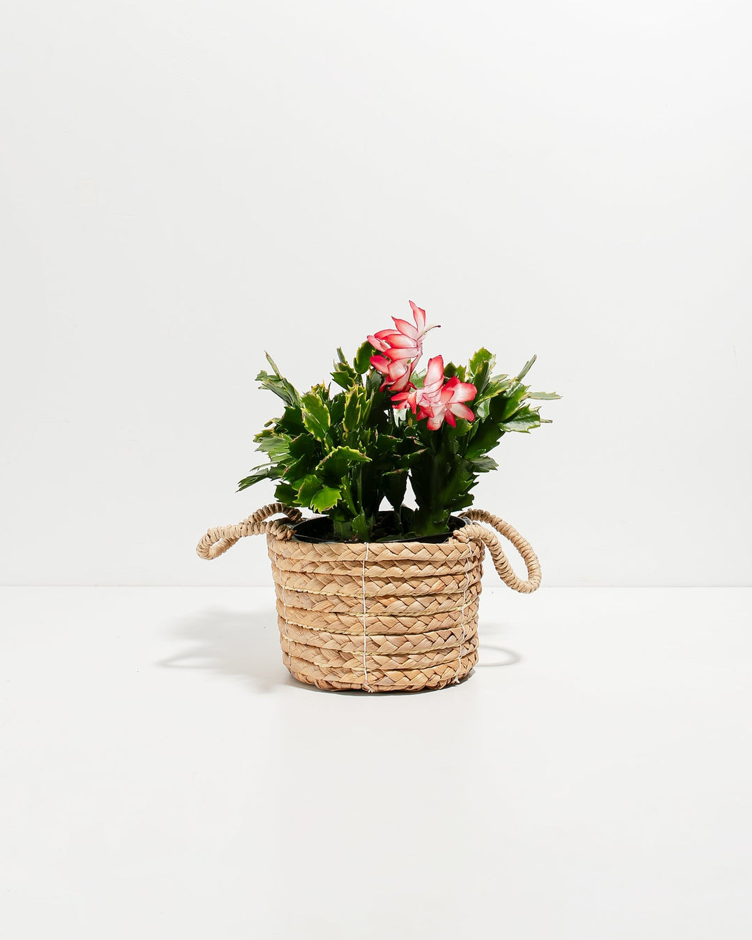 Red Christmas Cactus