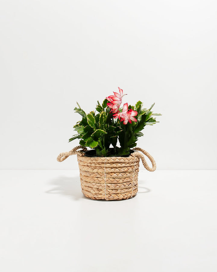 Red Christmas Cactus