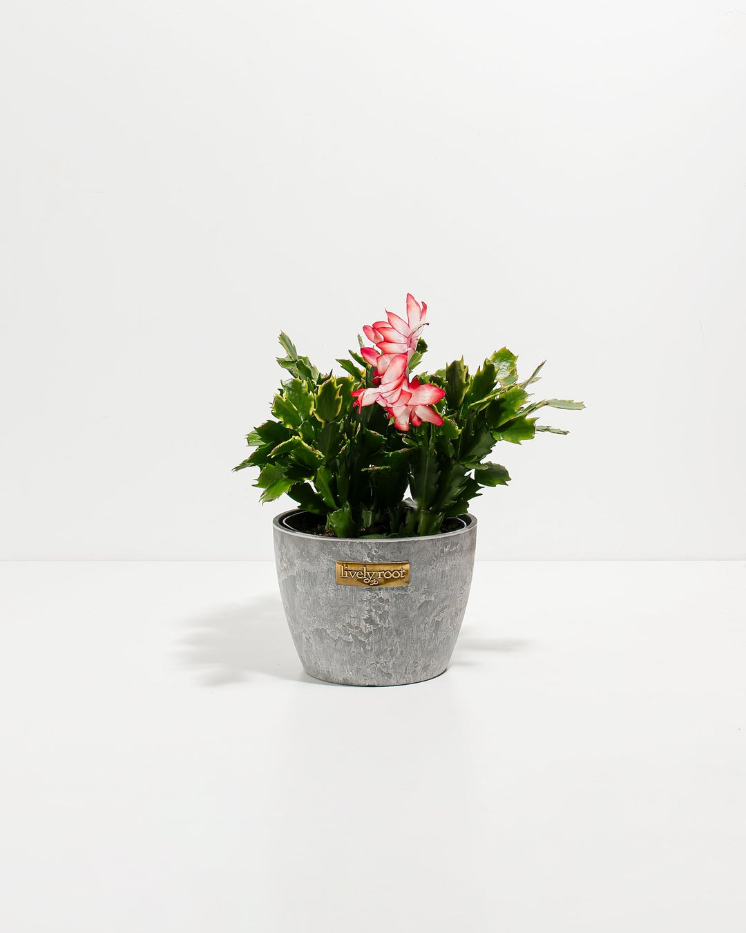 Red Christmas Cactus
