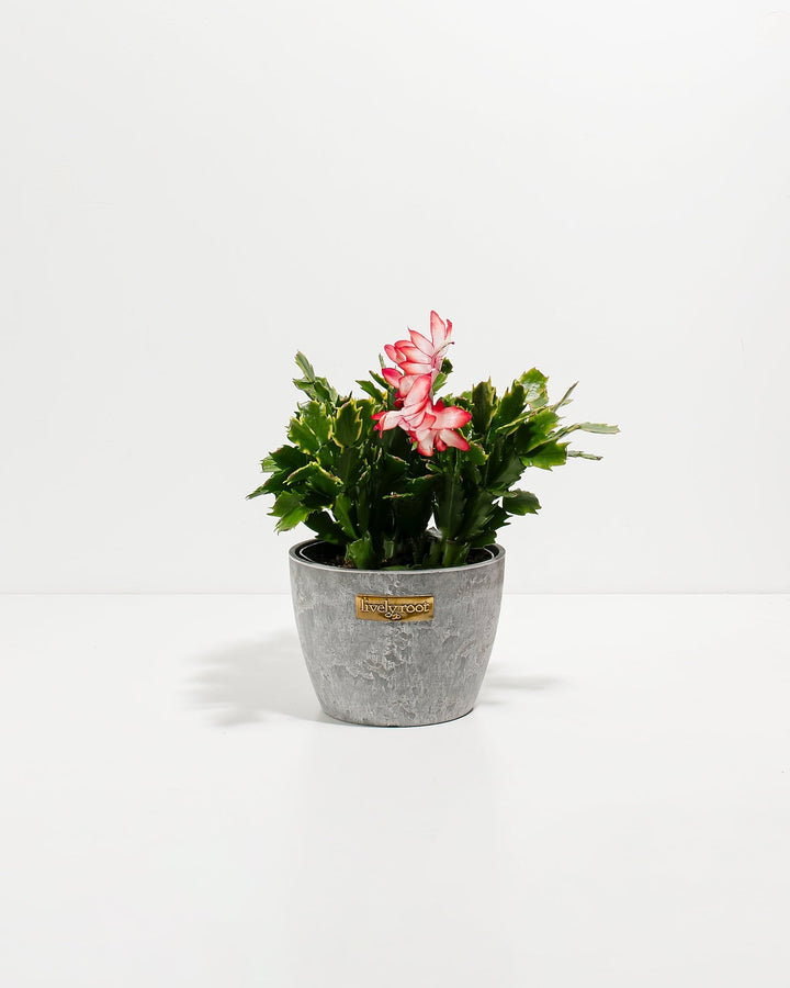Red Christmas Cactus