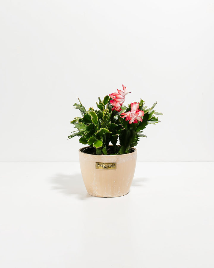 Red Christmas Cactus