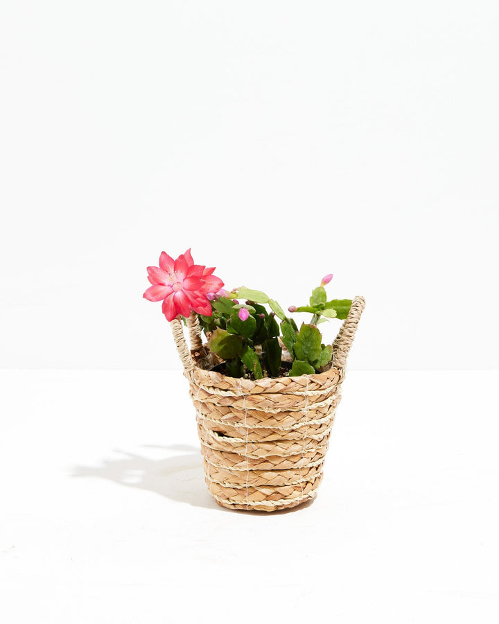 Red Christmas Cactus