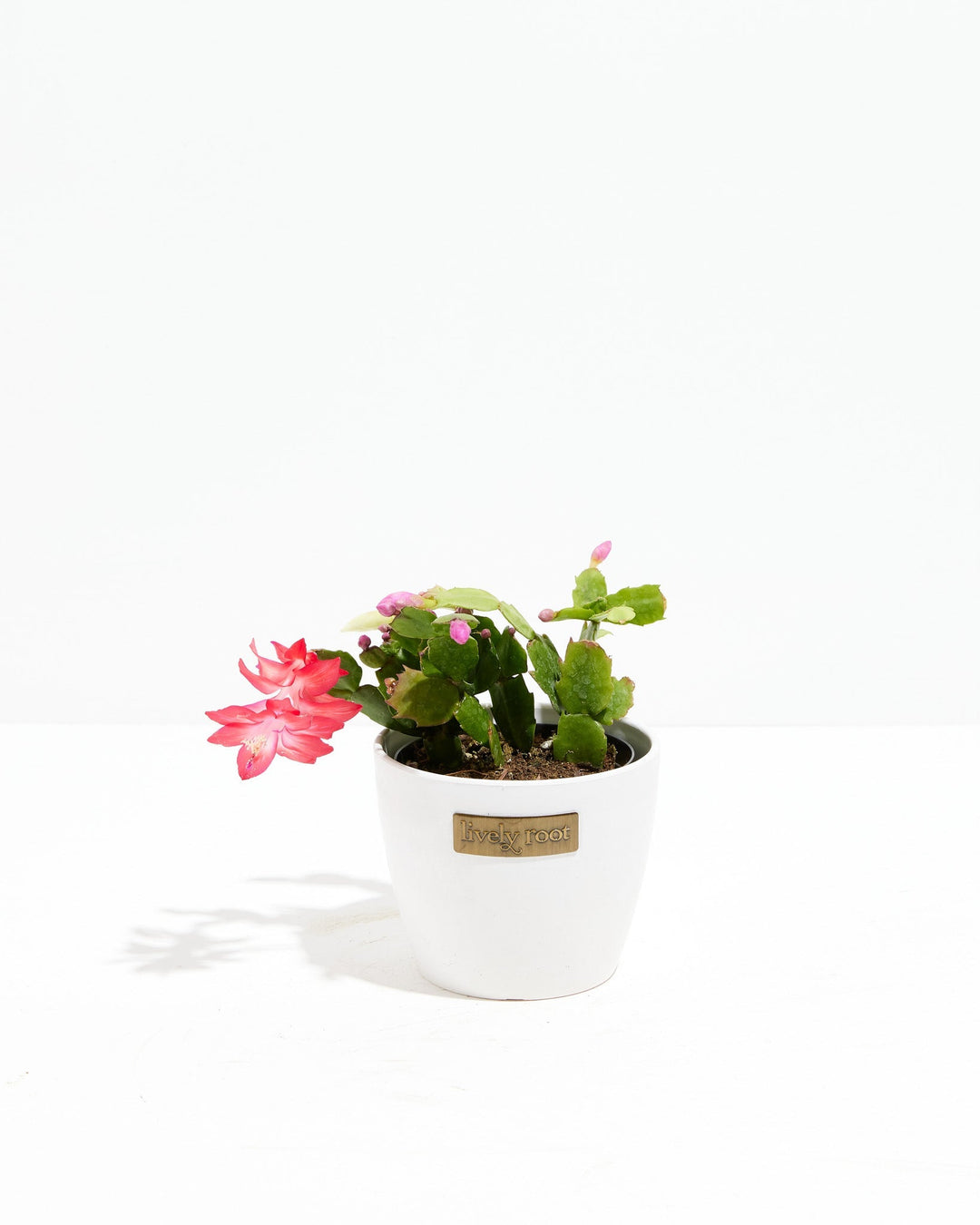 Red Christmas Cactus
