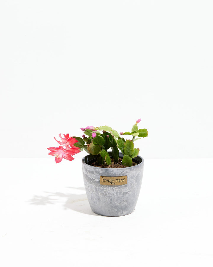 Red Christmas Cactus