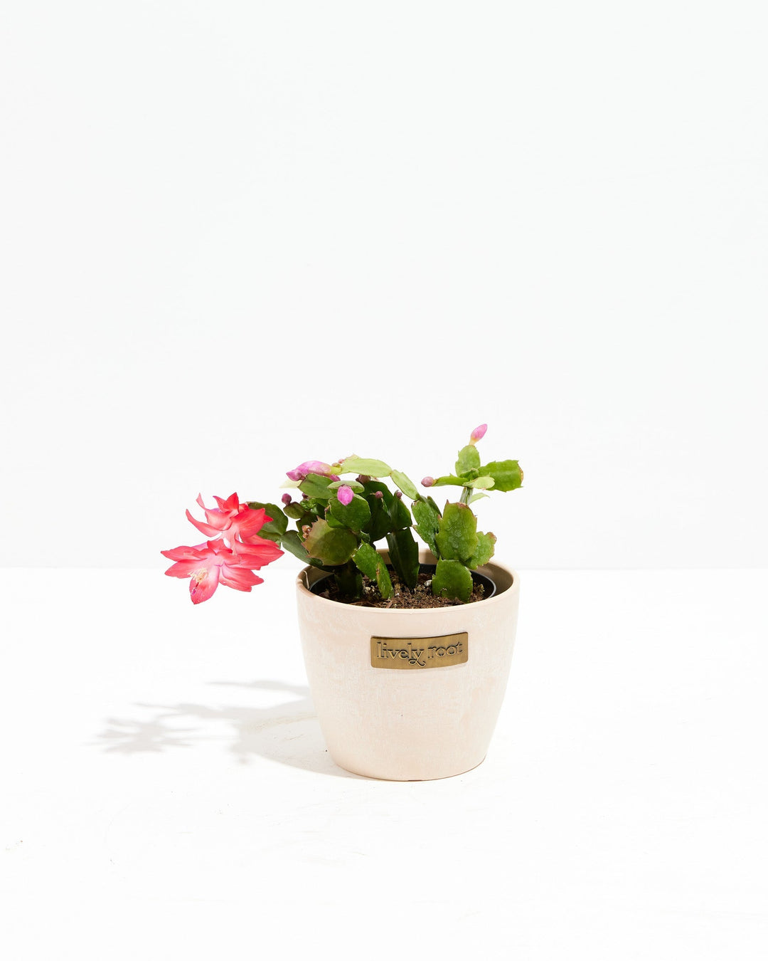 Red Christmas Cactus