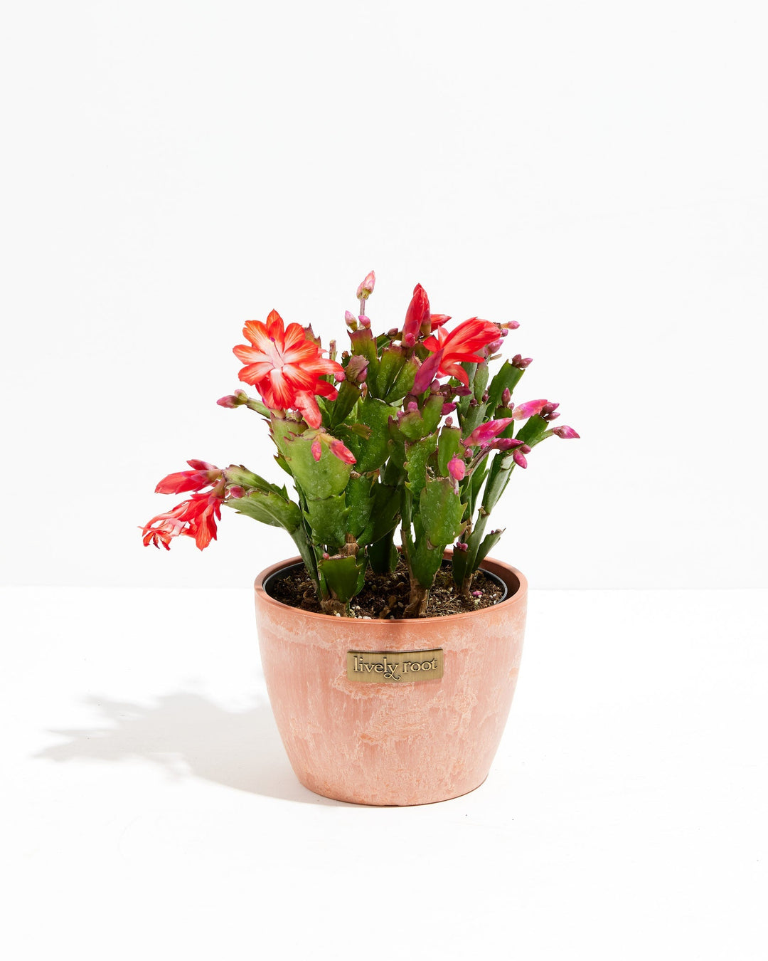 Red Christmas Cactus