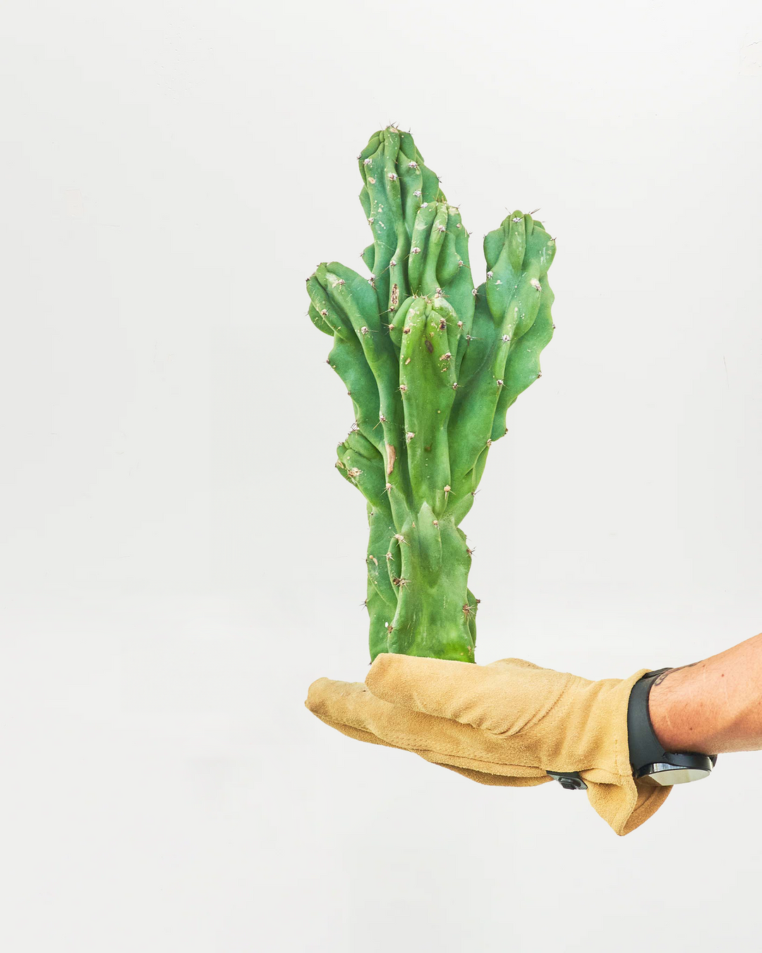 Petite one-foot Monstrose cactus with characteristic ridged columnar segments and clustered branch formation shown held in hand. Tabletop-sized architectural cactus perfect for shelving, desks, and small spaces while maintaining the dramatic structural appeal of larger specimens.