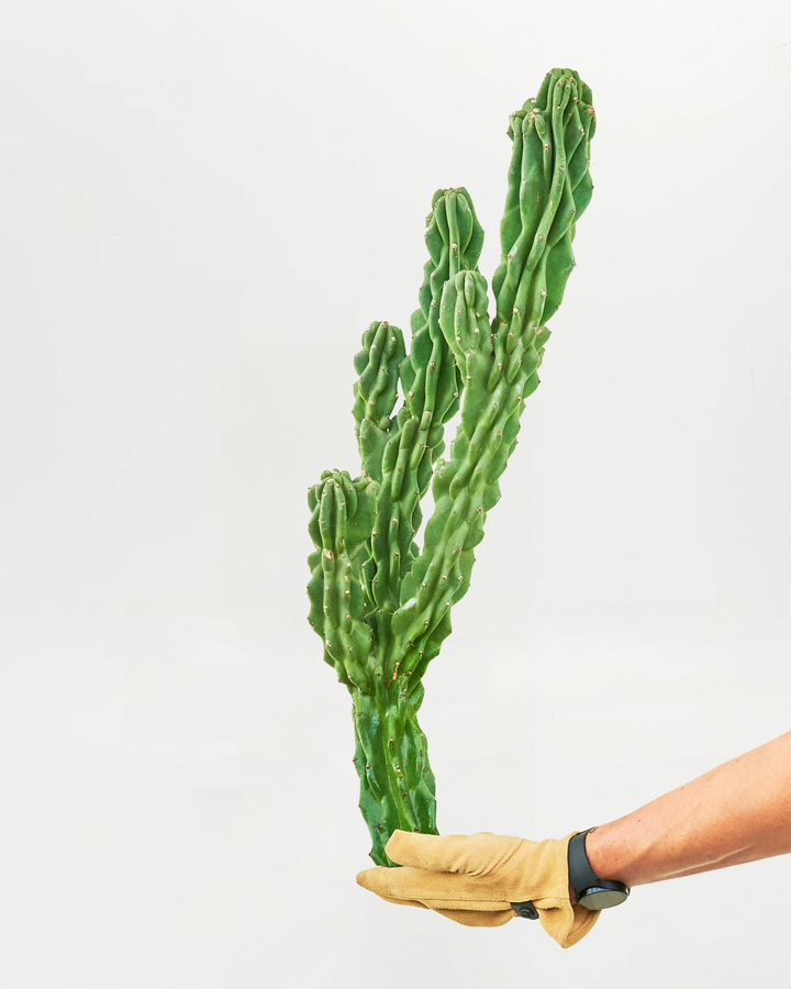 Two-foot tall Monstrose segmented cactus with deeply ribbed green columns and multi-stem branching growth pattern displayed at scale. Sculptural succulent cactus offering bold architectural shape, drought tolerance, and minimal care requirements for minimalist and contemporary interiors.