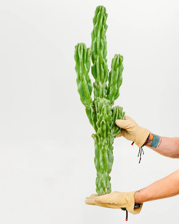 Three-foot tall Monstrose cactus with thick fluted green columns and multiple upright branches held for size comparison. Statement-making columnar cactus perfect for dramatic interior design, floor-standing displays, and experienced succulent gardeners seeking substantial specimen plants.