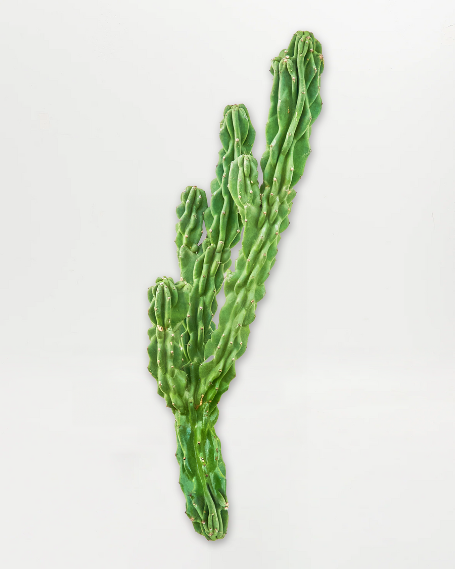 Monstrose cactus displaying slender elongated columns with prominent vertical ridging and sparse branching in vertical growth form. Narrow-footprint drought-tolerant succulent ideal for corner displays, narrow shelving, and gardeners seeking vertical plant solutions with striking sculptural presence.