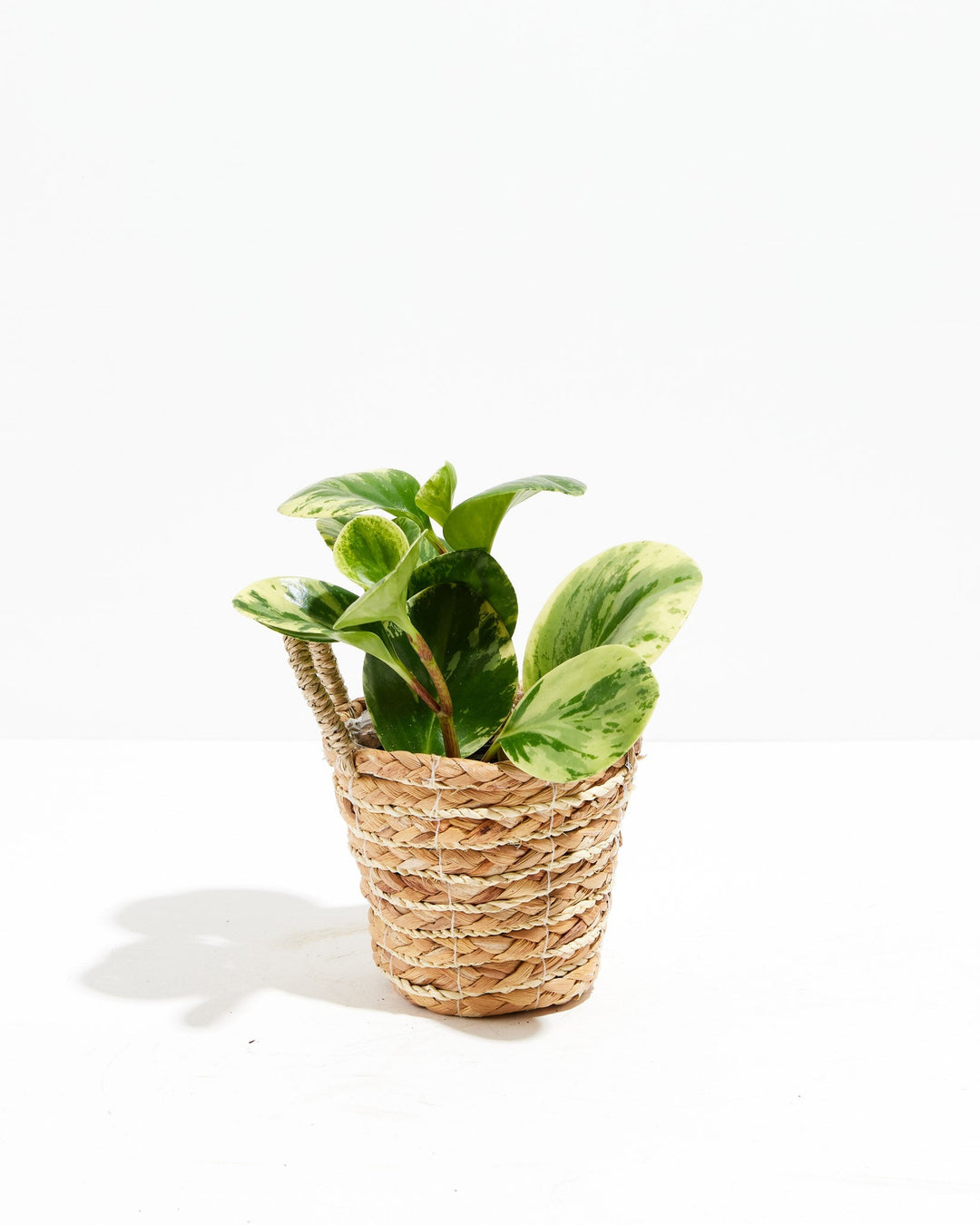 Peperomia Lemon Lime, 4-inch in natural woven seagrass basket, compact houseplant with lime-green and dark green variegated oval leaves, dwarf pepper plant