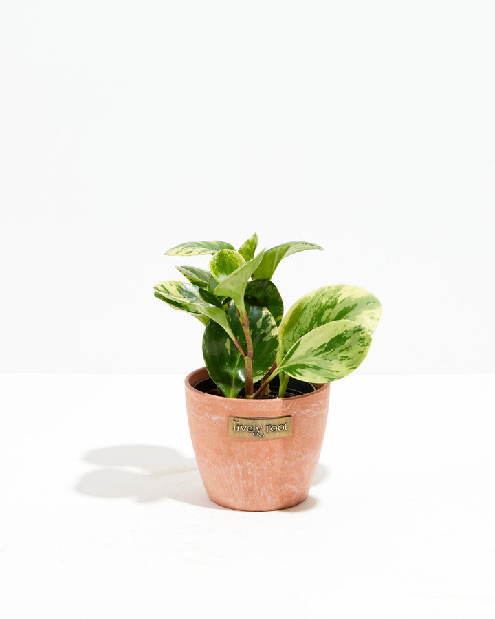 Peperomia Lemon Lime, 4-inch in coral terracotta textured ceramic planter, compact variegated houseplant with yellow-green and deep green marbled leaf markings